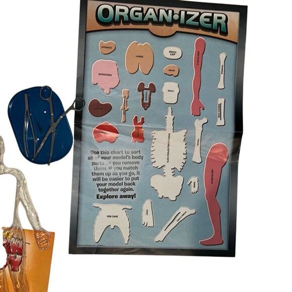 SmartLab Multicolor 29Pcs Educational Squishy Human Body Anatomy Model Kit 12" - Picture 9 of 9